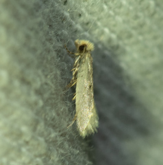 Tineinae