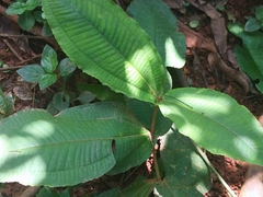 Miconia impetiolaris