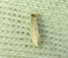 Tineinae
