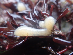 Aplidium pallidum
