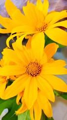 Tithonia