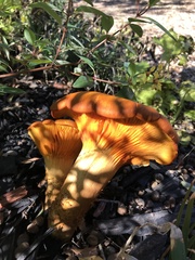 Omphalotus