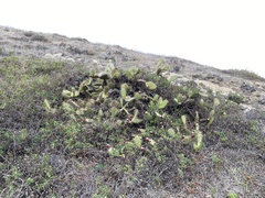 Opuntia littoralis