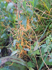 Cuscuta denticulata