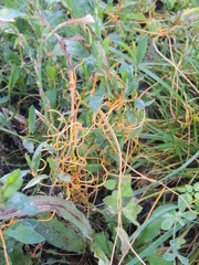 Cuscuta denticulata