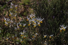 Nemesia cheiranthus