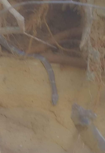 Homalopsis semizonata