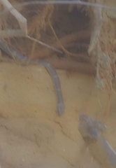 Homalopsis semizonata