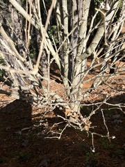 Ulmus alata