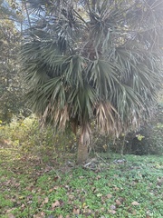 Coryphoideae