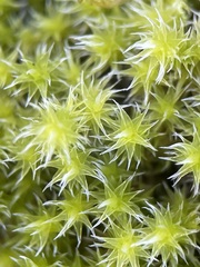 Racomitrium canescens