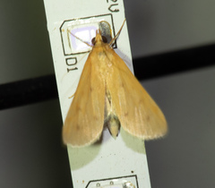 Achyra nudalis