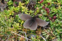 Erebia epiphron