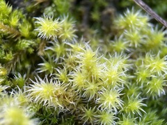 Racomitrium canescens