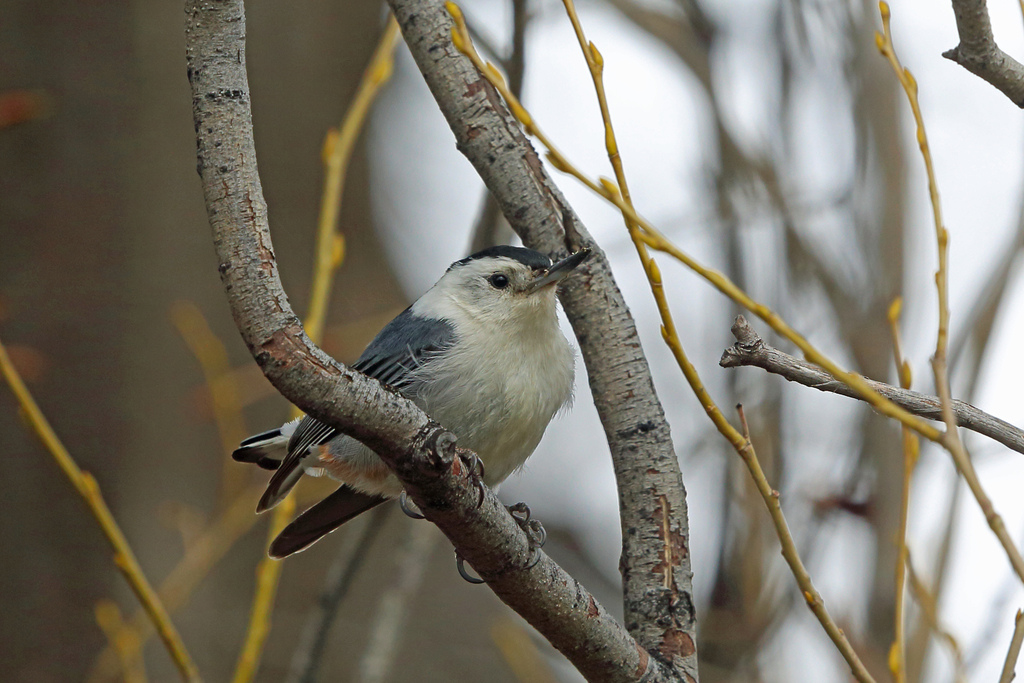 Cordilleran White-breasted Nuthatch