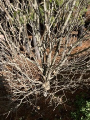 Ulmus alata