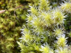 Racomitrium canescens