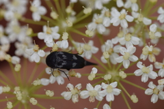 Variimorda villosa