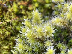 Racomitrium canescens