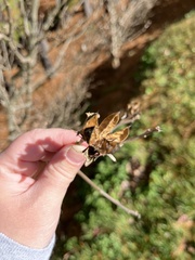 Ulmus alata