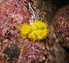 Tubastraea coccinea