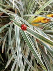 Sphaeroderma testaceum