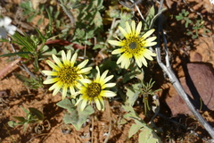 Arctotheca calendula