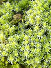 Racomitrium canescens