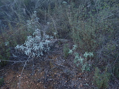 Salvia apiana × mellifera
