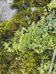 Racomitrium canescens