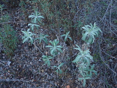 Salvia apiana × mellifera