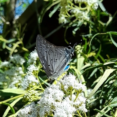 Pseudolycaena marsyas