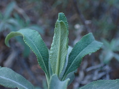 Salvia apiana × mellifera