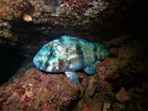 Bumphead Parrotfish