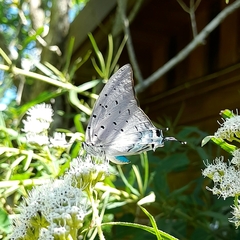 Pseudolycaena marsyas