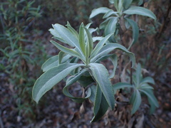Salvia apiana × mellifera