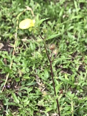 Calceolaria tripartita