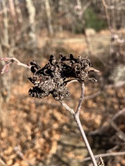 Taphrina robinsoniana