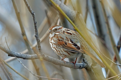 Song Sparrow photographed in Colorado