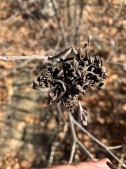 Taphrina robinsoniana