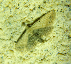 Araeopteron ecphaea
