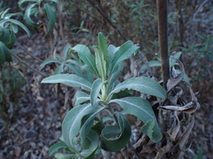 Salvia apiana × mellifera