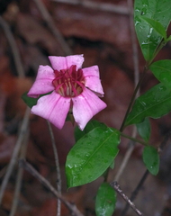 Strophanthus welwitschii image