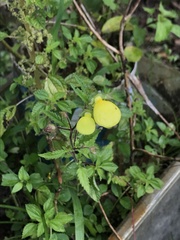 Calceolaria tripartita