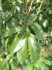 Annona muricata