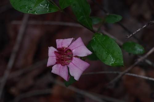 Strophanthus welwitschii image