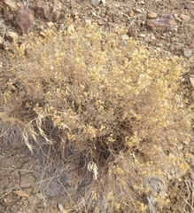 Gutierrezia sarothrae