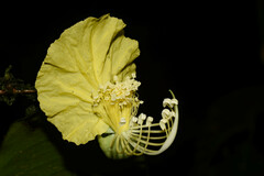 Swartzia costaricensis