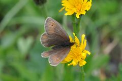 Erebia epiphron