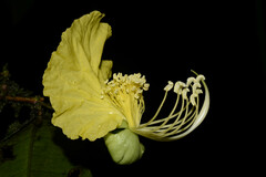 Swartzia costaricensis